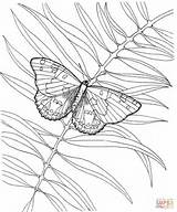 Coloring Butterfly Plant Pages sketch template