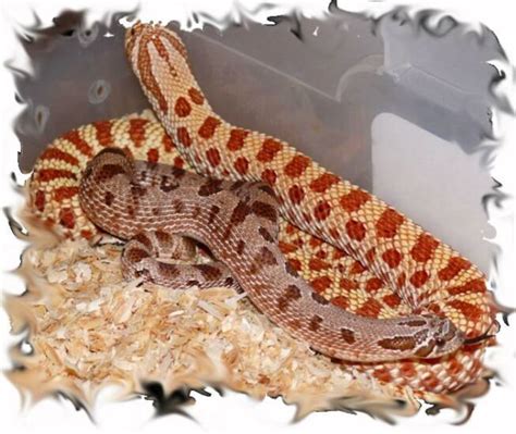 extremehogs  sale reptile forums