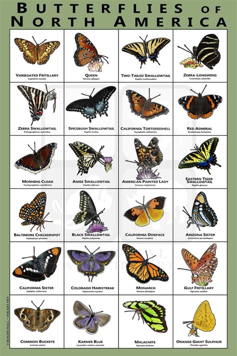 butterflies  north america art print field guide etsy   butterfly species types