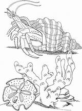 Coloring Pages Seabed Nature Peony River sketch template