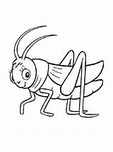 Heuschrecke Sprinkhaan Grasshopper Malvorlage Sprinkhanen Ausmalbild Heuschrecken Kleurplaten sketch template