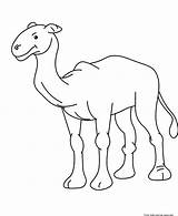 Camel Baby Coloring Animal Kids Printable Pages Print Drawing Camels Getdrawings Dogs Cute Popular Freekidscoloringpage sketch template