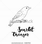 Tanager Scarlet Designlooter Handwritten sketch template