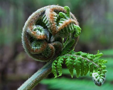 soft tree fern dicksonia antarctica plants candide