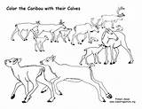 Caribou Calves sketch template