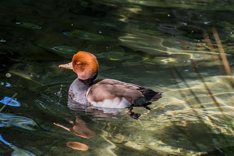 redhead duck photograph by zina stromberg