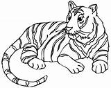 Harimau Diberikan Ringkasan Mewarna Webtech360 sketch template