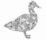 Coloring Adult Duck Ducks Zentangle Pages Animal Book Colouring Color Sheets May Animals sketch template