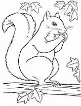 Coloring Animal Pages Squirrel Drawings Sketch Color Drawing Books Kids Fall Printable Album Archive Pencil Choose Board Sketches Painting sketch template