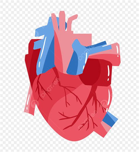 gambar ilustrasi jantung organ manusia hati merah jantung berdetak