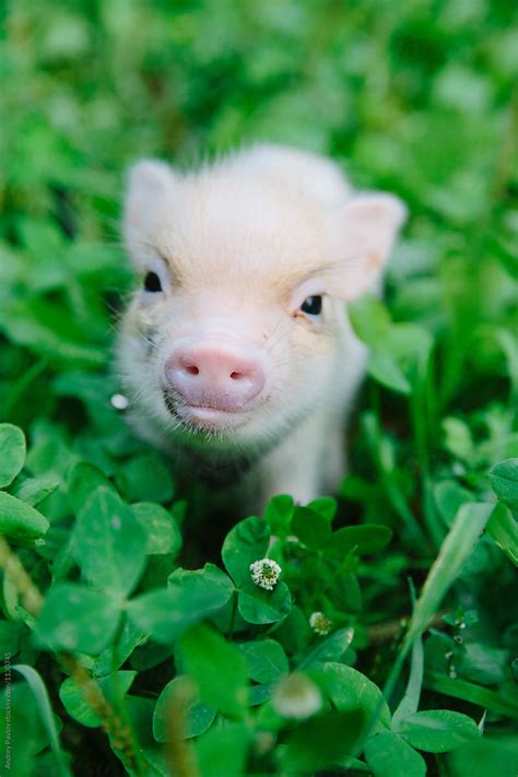 cute piglet  grass  stocksy contributor andrey pavlov stocksy