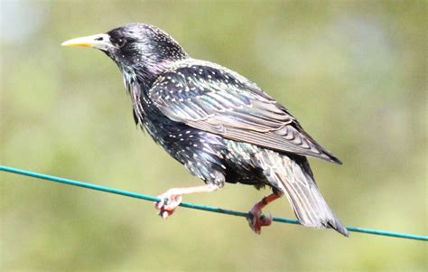 male birds sing   females  antidepressants