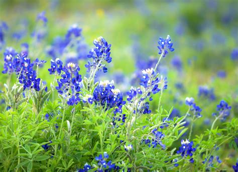 time  plant  wildflowers texas  today