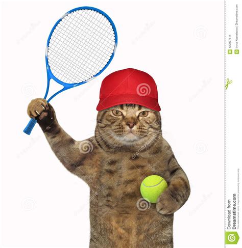 Cat With Tennis Racket And Ball Stock Image Image Of Sportsman Humor