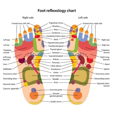 Foot Reflexology Chart Points How To Benefits And Risks Art