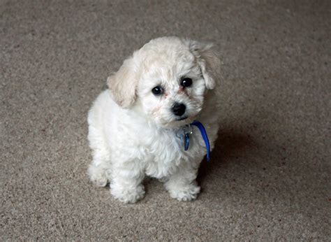 bichon frise dog breed information pictures