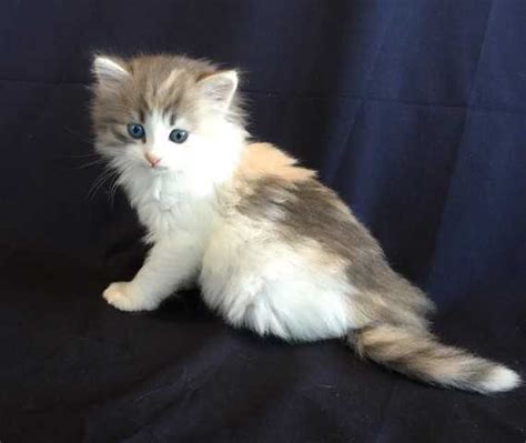 siberian male and female kittens for sale adoption from maroubra new south wales sydney metro