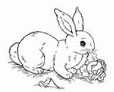 Bunny Kaninchen Lop Pasen Eared Mandalas Kleurplaat Coelhos Kleurplaten Rabbits Coloringhome Topkleurplaat Everfreecoloring sketch template