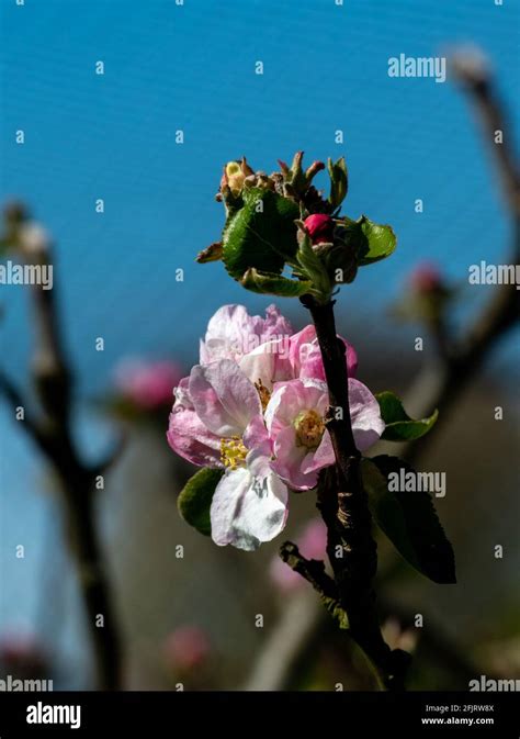 chery blossom  res stock photography  images alamy
