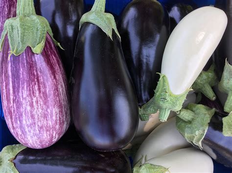 specialty eggplant varieties grow   high tunnels morning ag clips