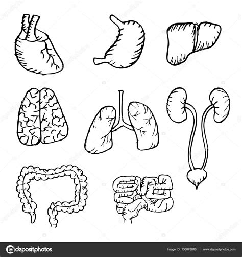 human organs drawing  getdrawings
