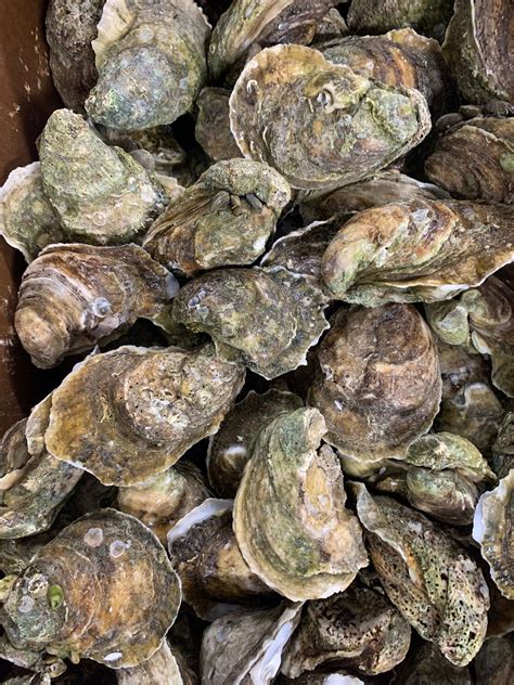 fresh wild caught gulf oysters doz  box   england fish market