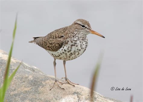 birding with lisa de leon spotted sandpiper gender