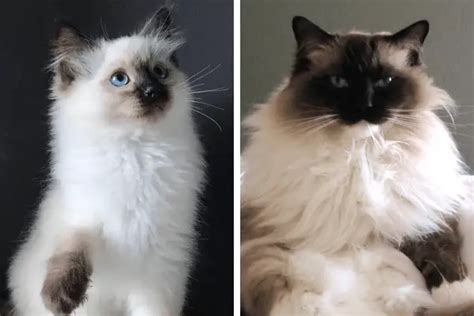 ragdoll cats fully grown  growth phases explained ragdoll