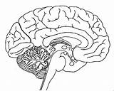 Brain Coloring Colorear Cerebro Anatomy Humano Dibujos Encefalo Nervioso Human Cerebros Nombres Cerebelo Esquema Bacterias Vistas Ciencias Coma Ies Experiencias sketch template