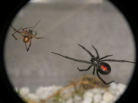 Male And Female Latrodectus Hesperus Western Black Widow