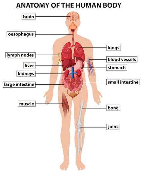 diagram showing anatomy  human body vector premium