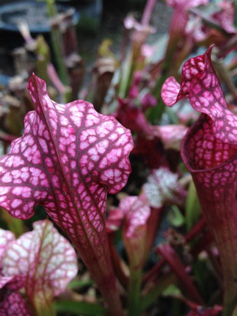 pitcher plants   good introduction  carnivorous world