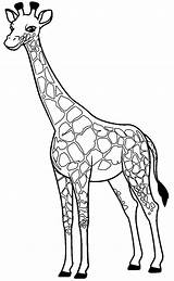 Girafa Giraf Kleurplaat Desenho Kleurplaten Desenhar Moldes Topkleurplaat Poplembrancinhas sketch template