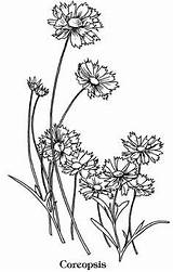 Coreopsis Designlooter Livin Iron sketch template