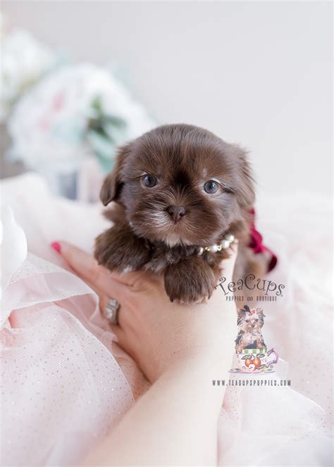 shih tzu puppies miami teacup puppies and boutique