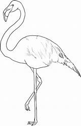 Flamingo Coloring Pages Cute Kids Printable Print Template Large sketch template