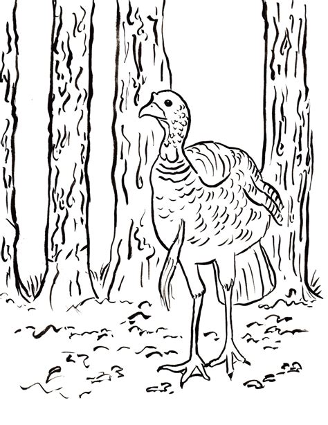 turkey hunting coloring pages  getdrawings