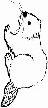 Beaver Coloring Colouring Pages Clipart Color Print Webstockreview sketch template