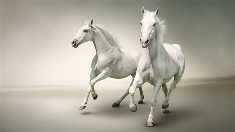 papeis de parede  cavalo correndo dois branco animalia baixar