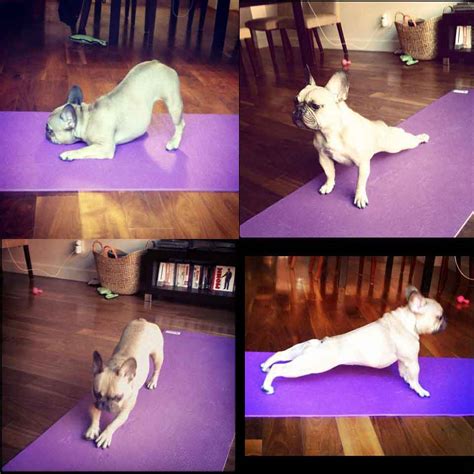 ces  chiens vous apprendront comment faire du yoga chiens chats