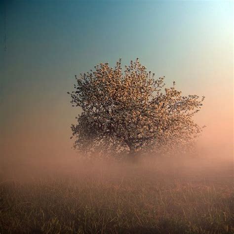 foggy field   lone tree   foreground  blue sky
