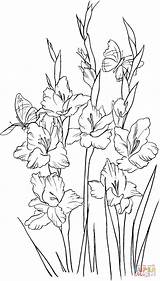 Gladiolus Coloring Flower Drawing Pages Drawings Flowers Line Gladioli Printable Tattoo Supercoloring Para Colouring Printables Tattoos Sketch Lily Color Draw sketch template