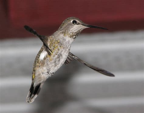 humming bird   photo  freeimages