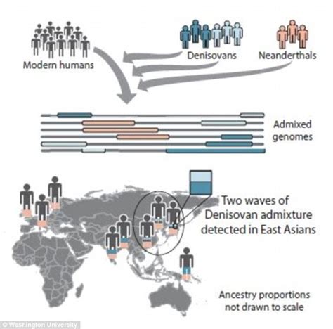 modern humans interbred with denisovans twice daily mail