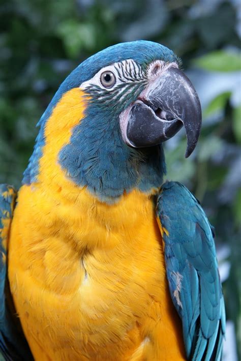 blue throated macaw facts pet care temperament pictures
