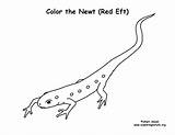 Newt Coloring Eft Red Exploringnature sketch template