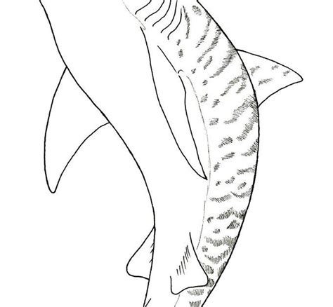 fish sharks tiger shark coloring pages png  file