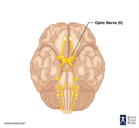 optic nerve definition function anatomy  faqs