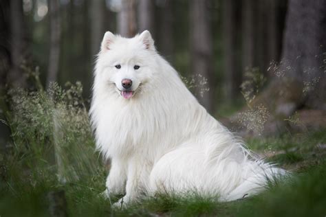 cutest white dog breeds
