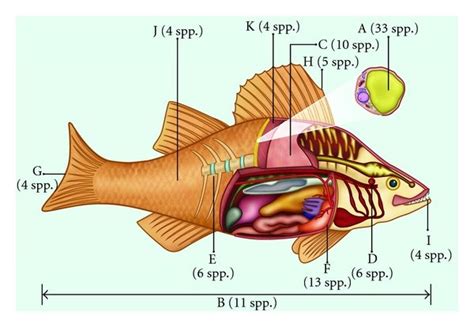 richness  species    main body parts  fish    scientific